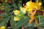 Cedarglade St. Johnswort